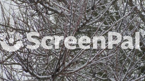 Snow Falls On Tree Branches. Loneliness And Depression. Winter Landscape
